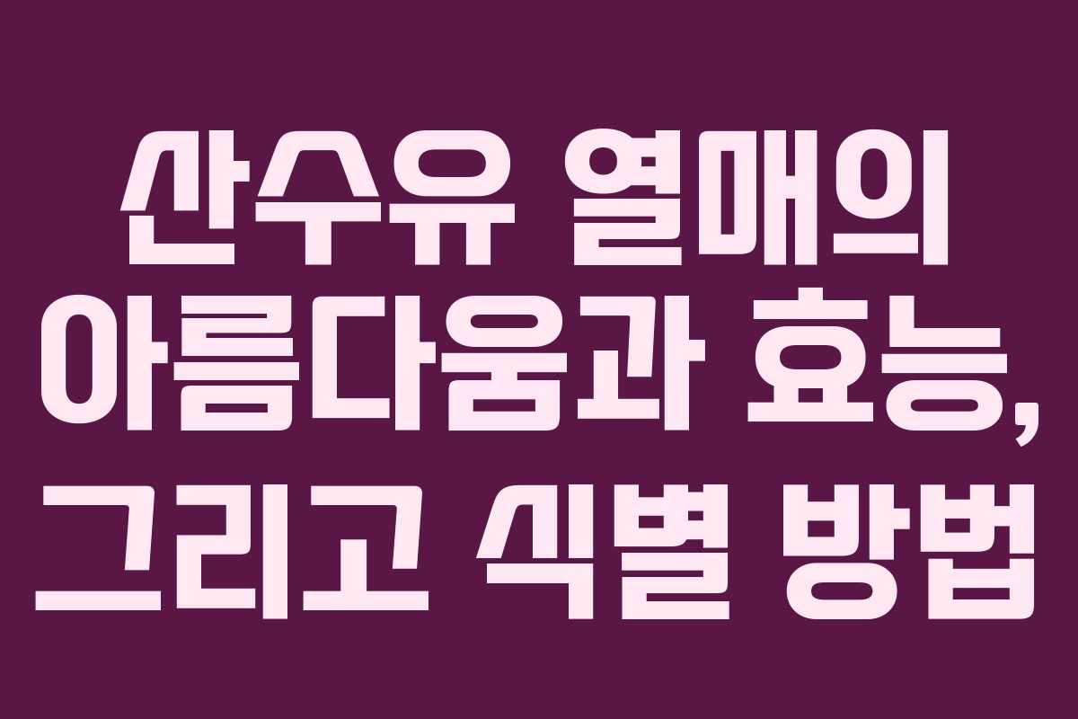 산수유 열매의 아름다움과 효능, 그리고 식별 방법