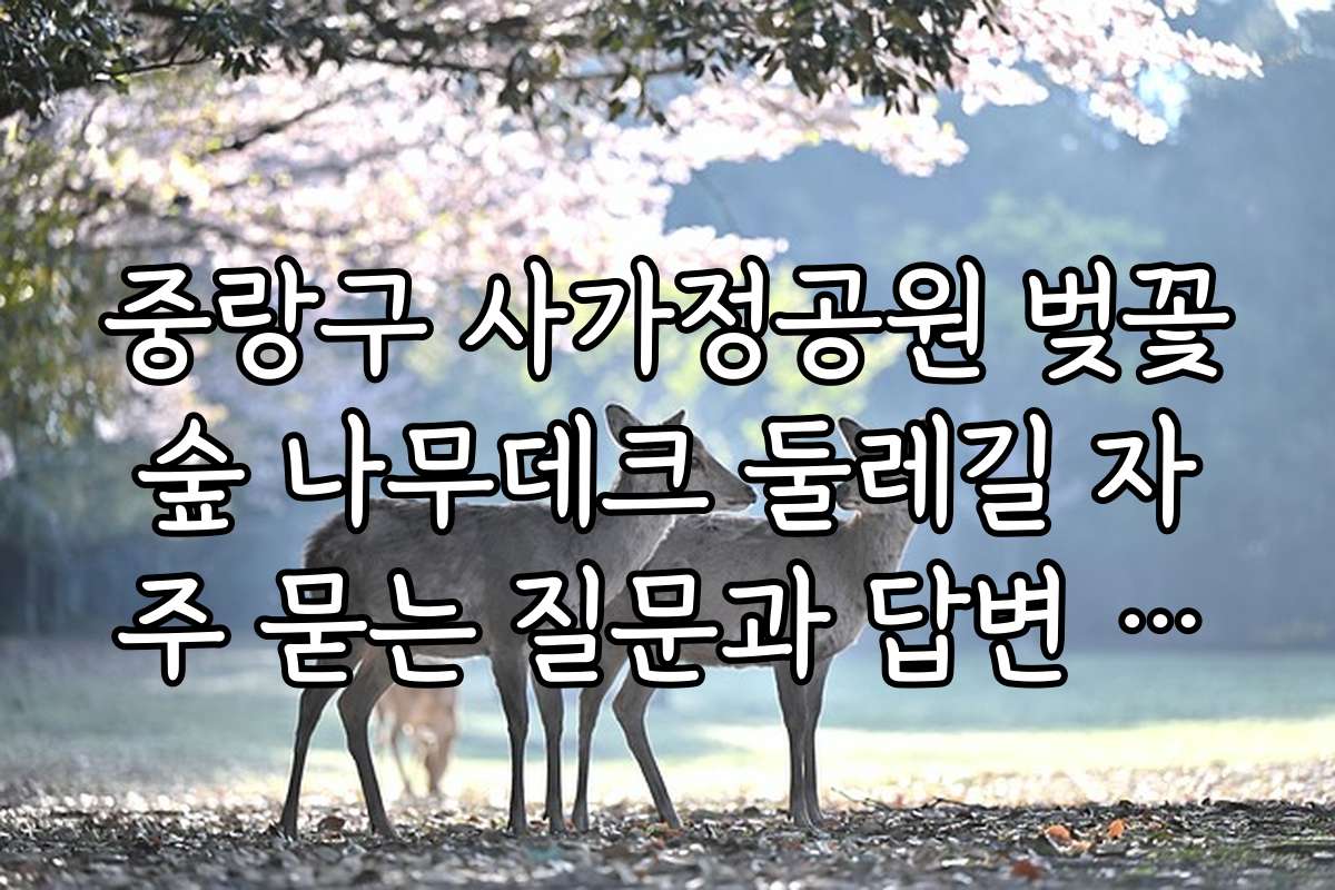 중랑구 사가정공원 벚꽃숲 나무데크 둘레길 자주 묻는 질문과 답변 모음