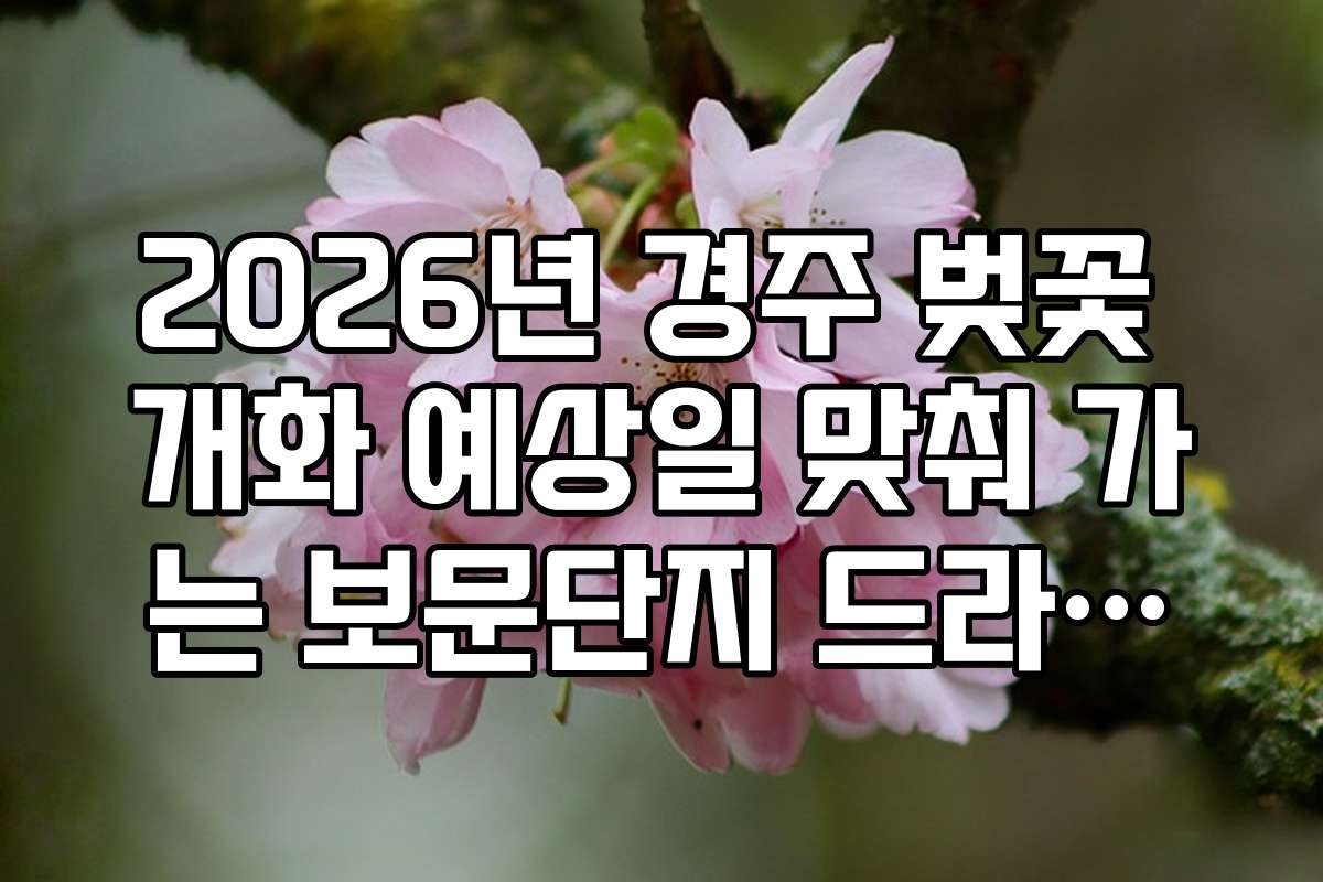 2026년 경주 벚꽃 개화 예상일 맞춰 가는 보문단지 드라이브