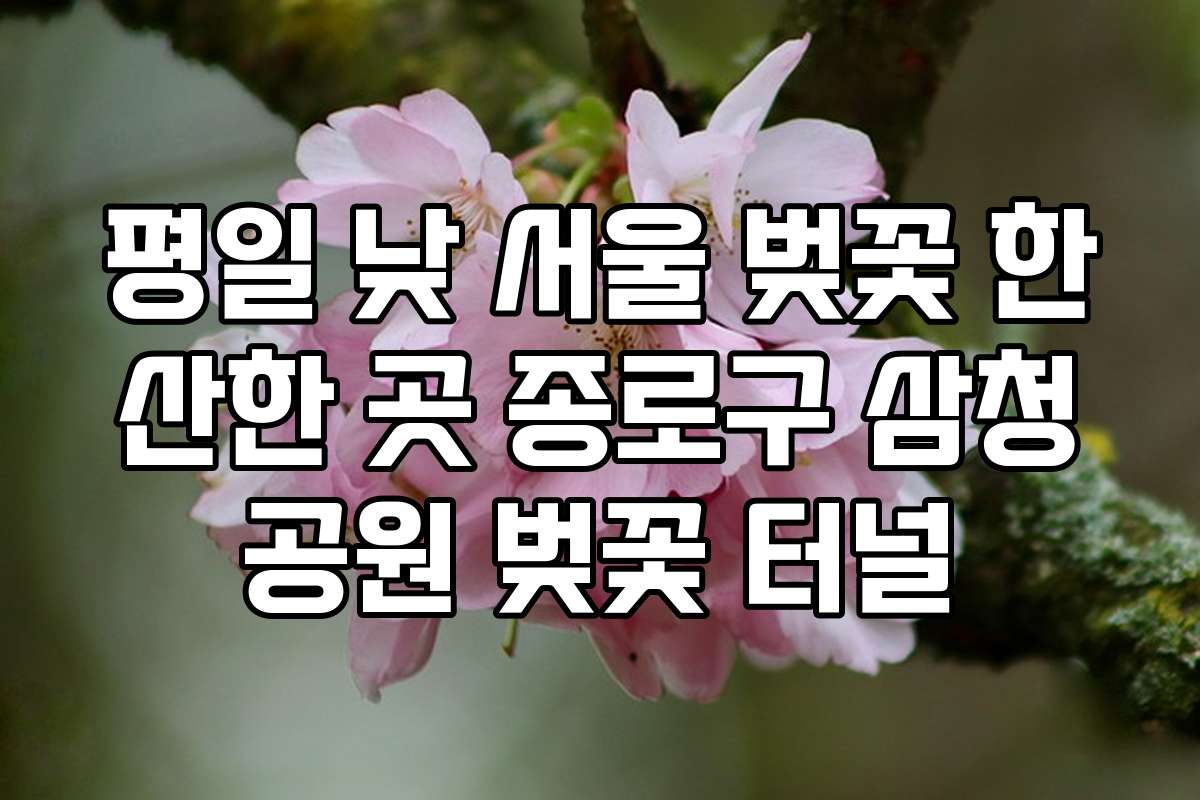 평일 낮 서울 벚꽃 한산한 곳 종로구 삼청공원 벚꽃 터널