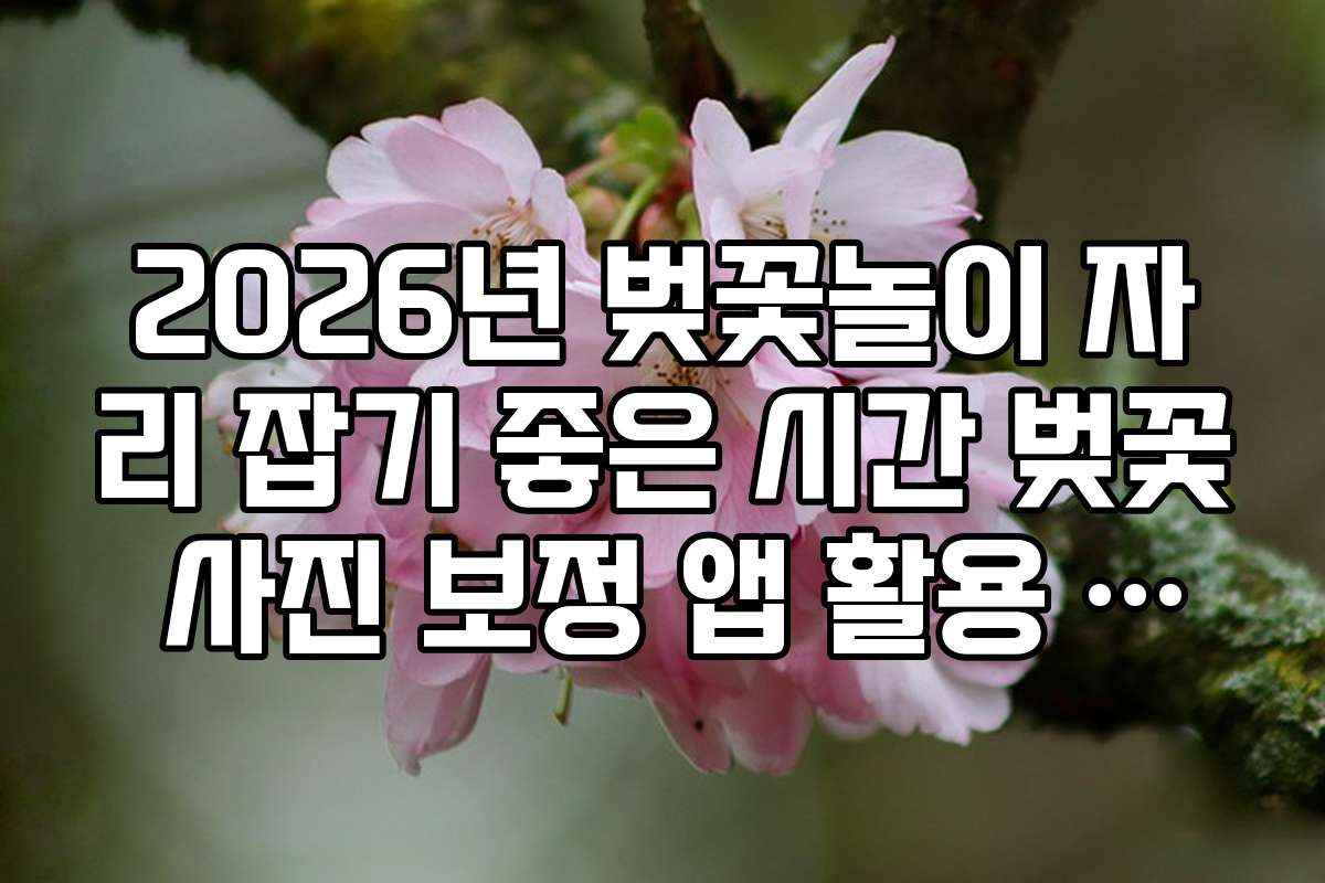 2026년 벚꽃놀이 자리 잡기 좋은 시간 벚꽃 사진 보정 앱 활용 최적 시간