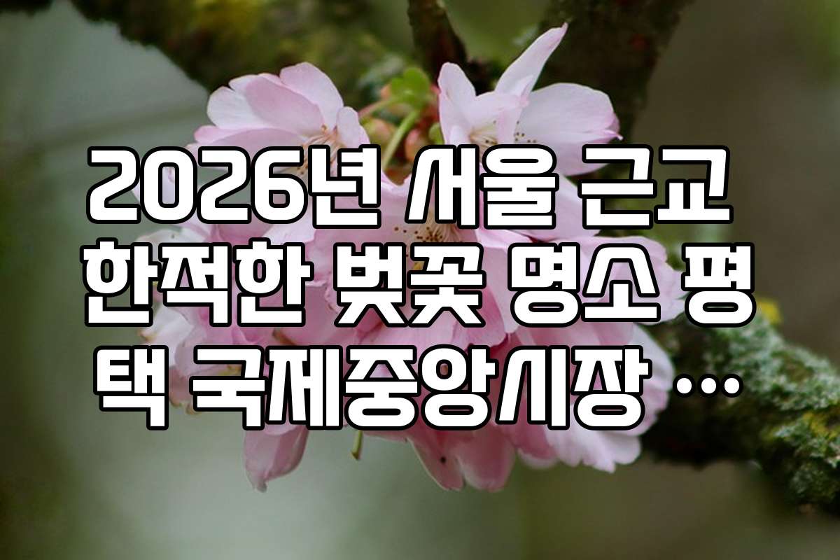 2026년 서울 근교 한적한 벚꽃 명소 평택 국제중앙시장 인근 벚꽃