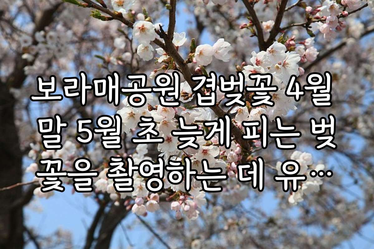 보라매공원 겹벚꽃 4월 말 5월 초 늦게 피는 벚꽃을 촬영하는 데 유용한 스마트폰 어플과 사진 앱 추천