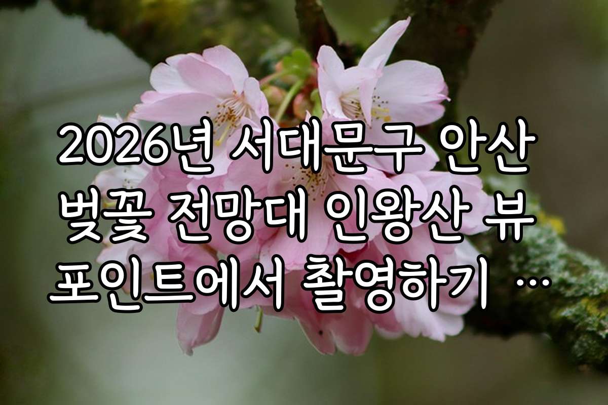 2026년 서대문구 안산 벚꽃 전망대 인왕산 뷰 포인트에서 촬영하기 좋은 시간대와 꿀팁을 소개합니다