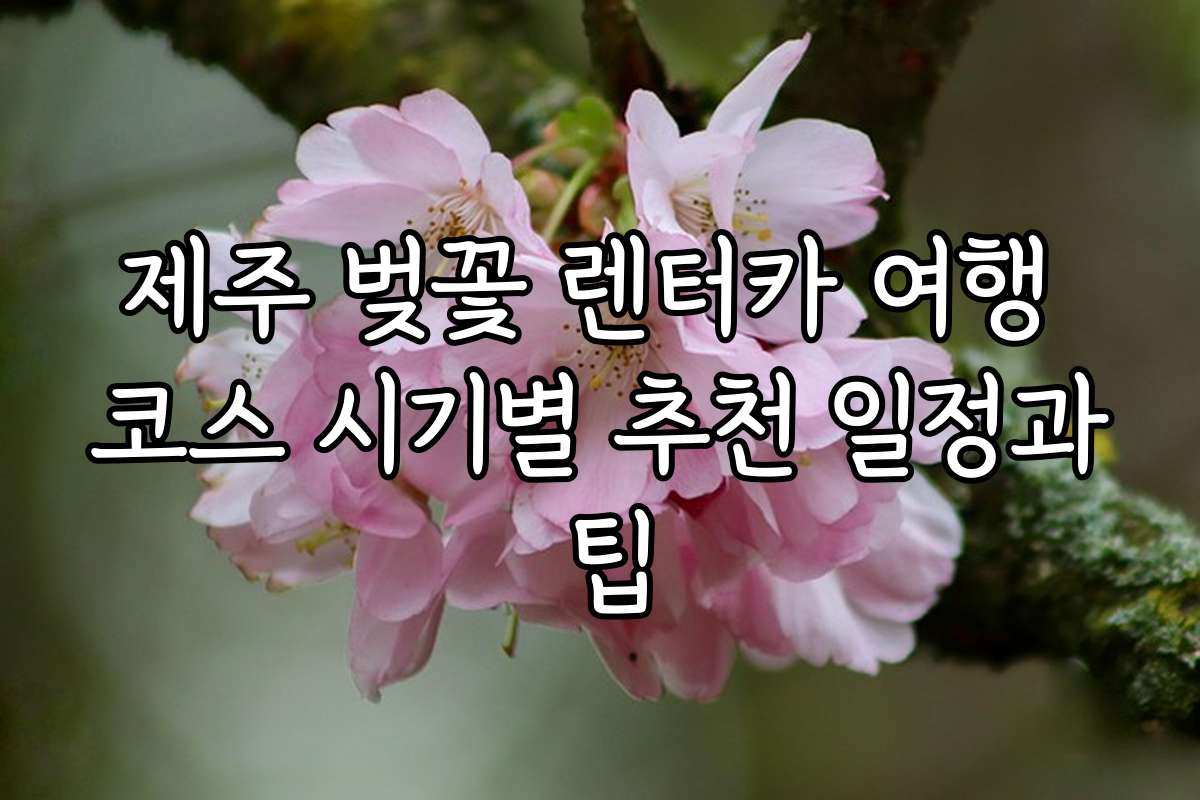 제주 벚꽃 렌터카 여행 코스 시기별 추천 일정과 팁