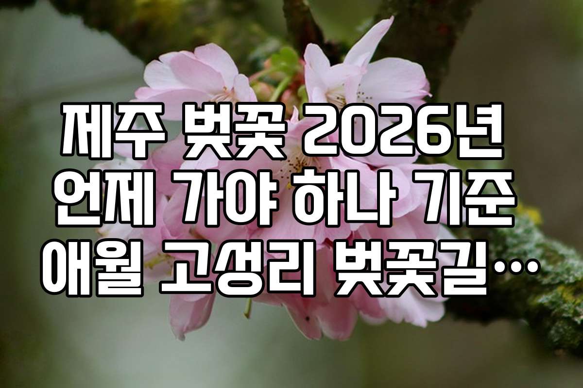 제주 벚꽃 2026년 언제 가야 하나 기준 애월 고성리 벚꽃길 가이드