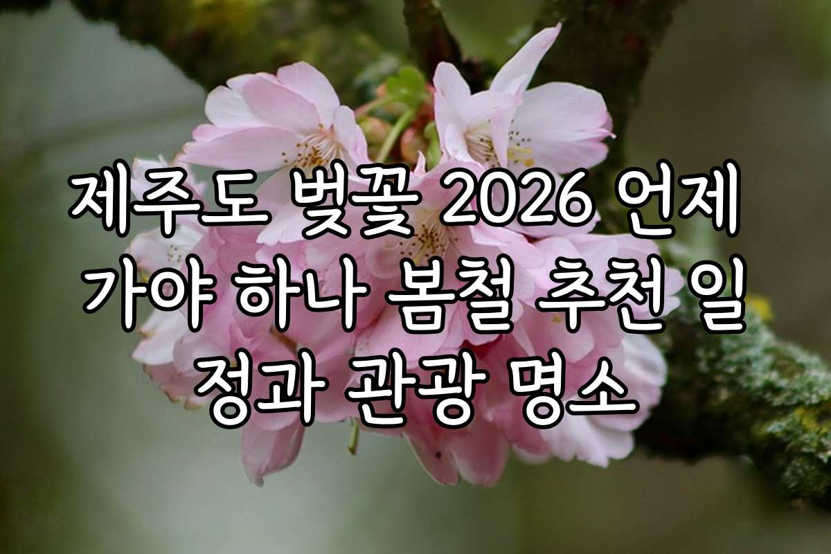 제주도 벚꽃 2026 언제 가야 하나 봄철 추천 일정과 관광 명소