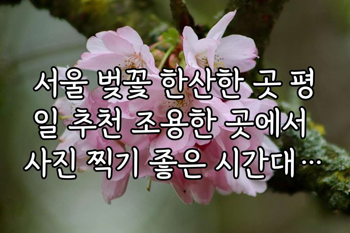 서울 벚꽃 한산한 곳 평일 추천 조용한 곳에서 사진 찍기 좋은 시간대 추천
