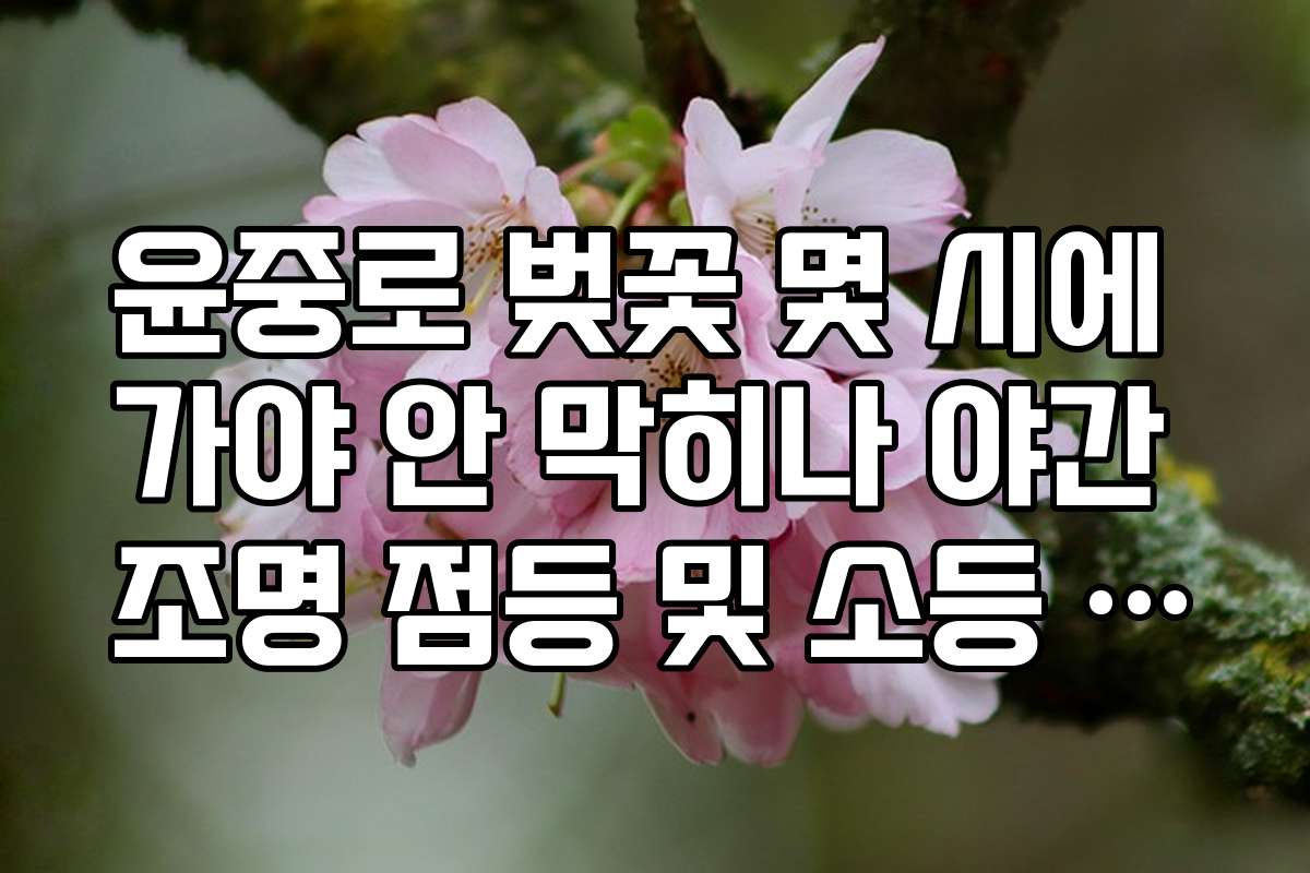 윤중로 벚꽃 몇 시에 가야 안 막히나 야간 조명 점등 및 소등 시간