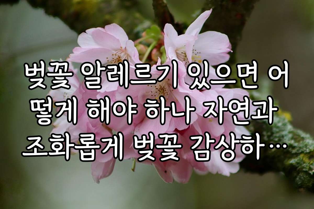 벚꽃 알레르기 있으면 어떻게 해야 하나 자연과 조화롭게 벚꽃 감상하는 방법