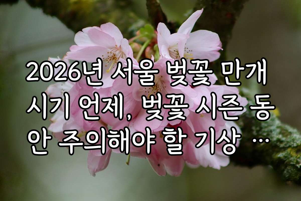 2026년 서울 벚꽃 만개 시기 언제, 벚꽃 시즌 동안 주의해야 할 기상 변화