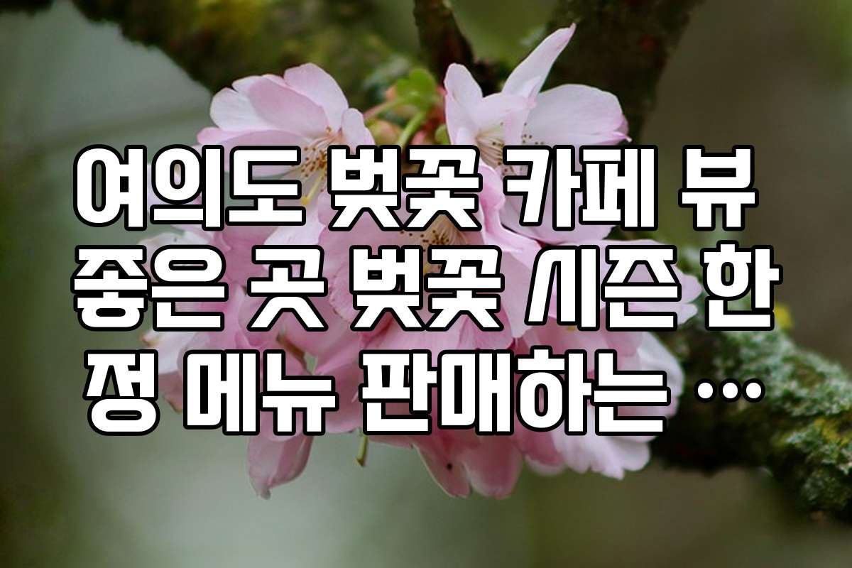 여의도 벚꽃 카페 뷰 좋은 곳 벚꽃 시즌 한정 메뉴 판매하는 카페 정보