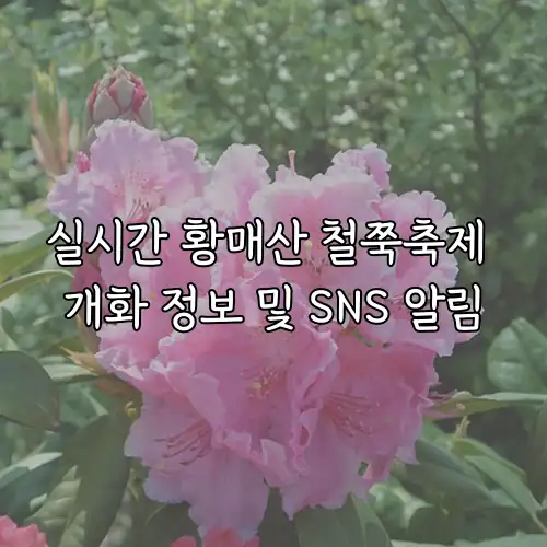 실시간 황매산 철쭉축제 개화 정보 및 SNS 알림